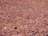 uvaalsole - 